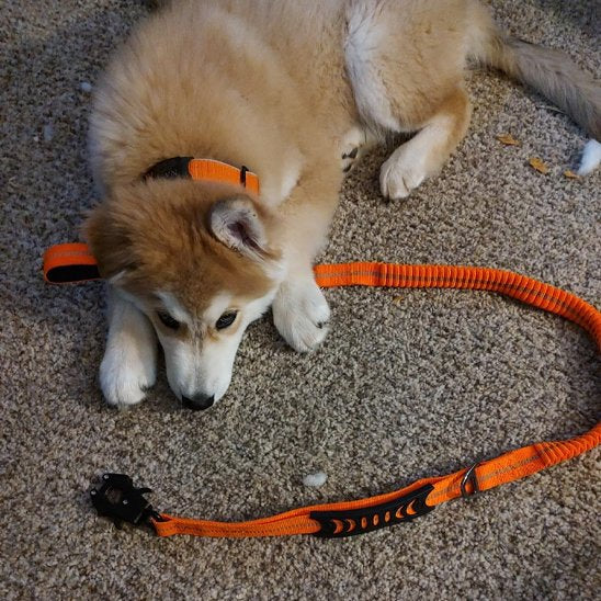 Laisse pour chien | SecuriConfort