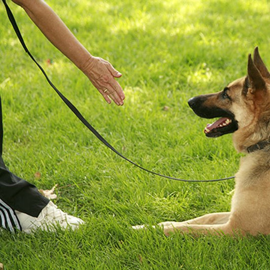 Laisse pour chien | Robusta Confort