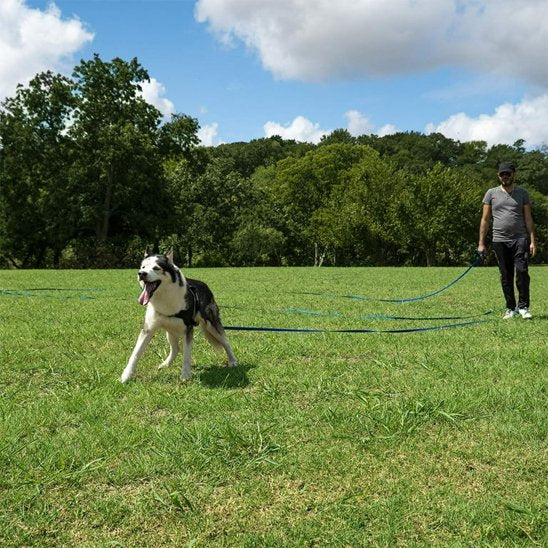 Laisse pour chien | Robusta Confort