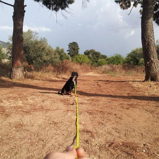 Laisse pour chien | Robusta Confort