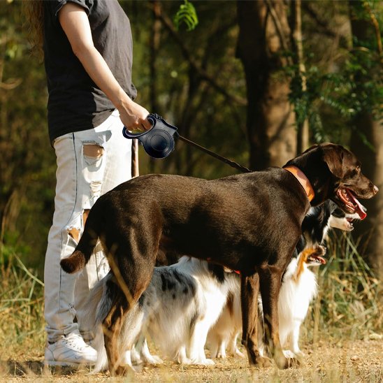 Laisse pour chien | Robuste & Ajustable