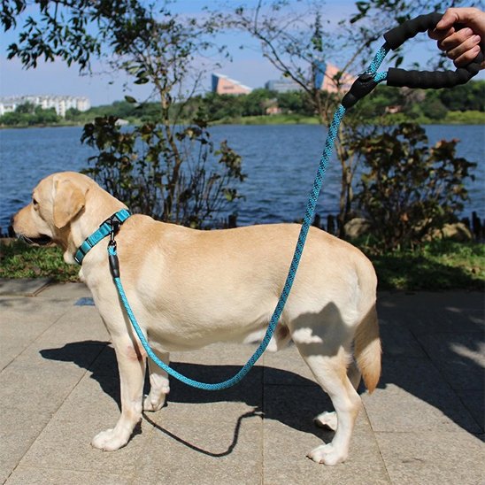Laisse pour chien | RobuControl