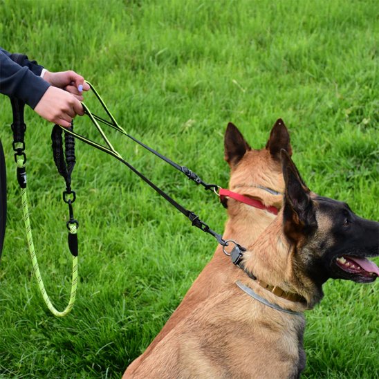 Double laisse pour chien | Promenade Confort