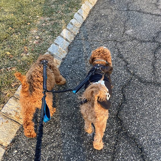 Double laisse pour chien | Promenade Confort