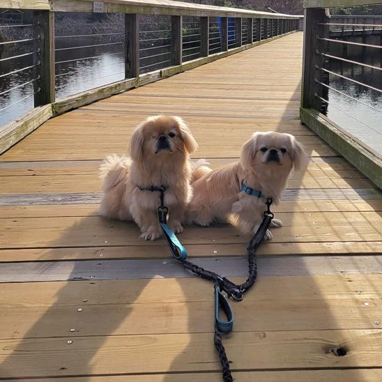 Double laisse pour chien | Promenade Confort