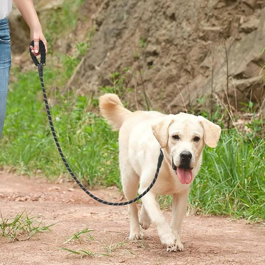 Laisse double pour chien | AntiCroisement