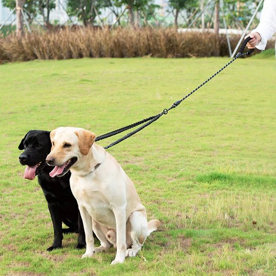 Laisse double pour chien | AntiCroisement