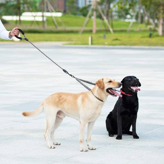 Laisse double pour chien | AntiCroisement