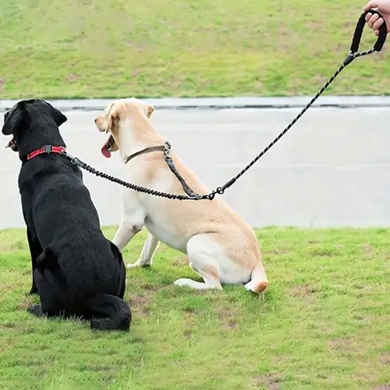 Laisse double pour chien | AntiCroisement