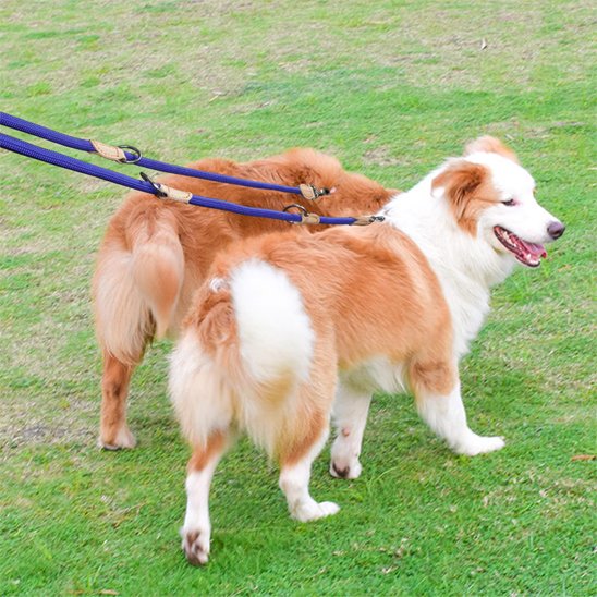 Laisse double pour chien | MultiWalk