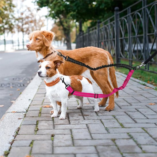 Laisse double pour chien | DuoWalk