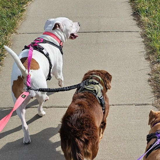 Laisse double pour chien | DuoWalk
