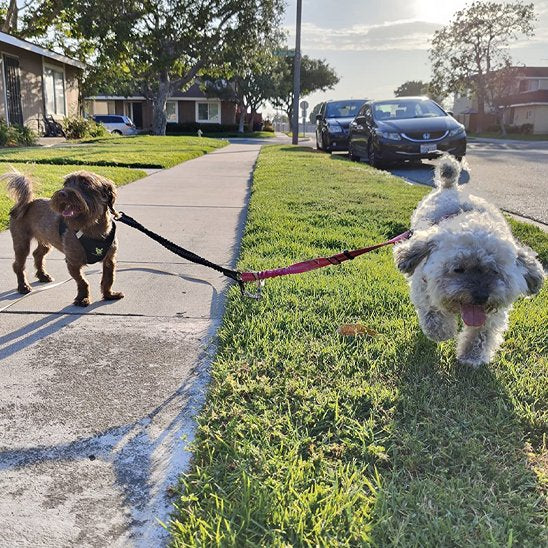 Laisse double pour chien | DuoWalk