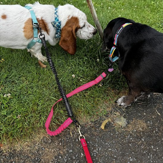 Laisse double pour chien | DuoWalk