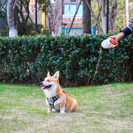 Laisse chien enrouleur | Rétractable 5m