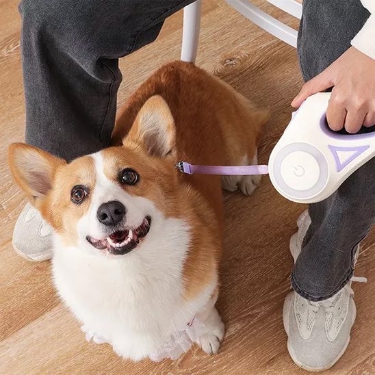 Laisse chien enrouleur | Rétractable 5m