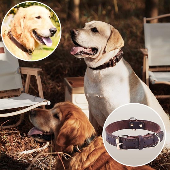 Collier chien | Durable & Ajustable - La Maison Ideale Des Chiens