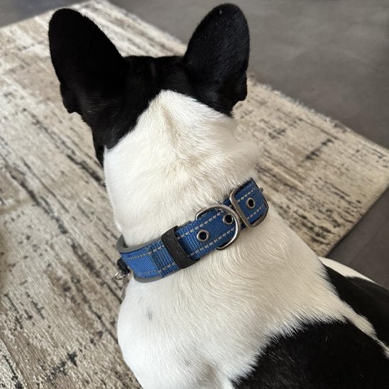 Collier chien | Durable & Ajustable - La Maison Ideale Des Chiens
