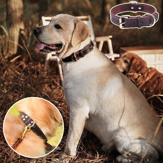 Collier chien | Durable & Ajustable - La Maison Ideale Des Chiens
