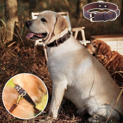 Collier chien | Durable & Ajustable - La Maison Ideale Des Chiens