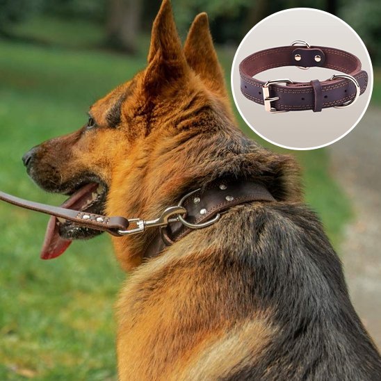 Collier chien | Durable & Ajustable - La Maison Ideale Des Chiens