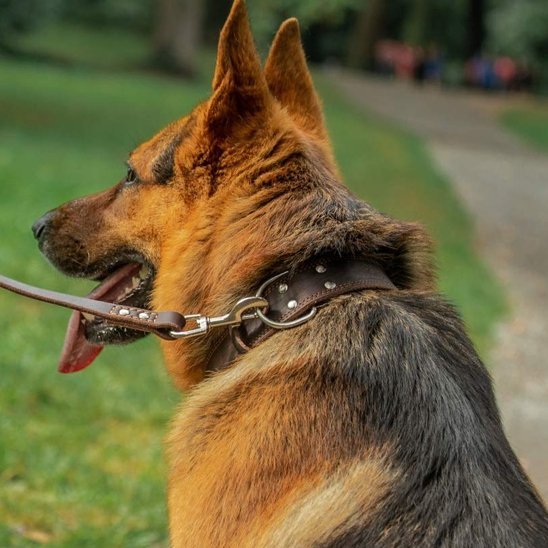 Collier chien | Durable & Ajustable - La Maison Ideale Des Chiens