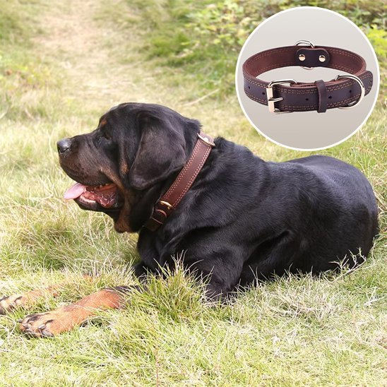 Collier chien | Durable & Ajustable - La Maison Ideale Des Chiens