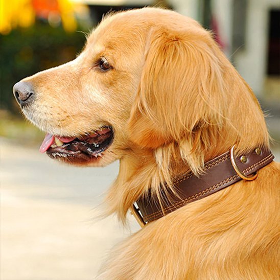 Collier chien | Durable & Ajustable - La Maison Ideale Des Chiens