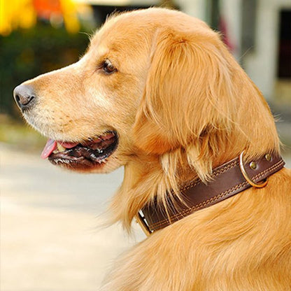 Collier chien | Durable & Ajustable - La Maison Ideale Des Chiens