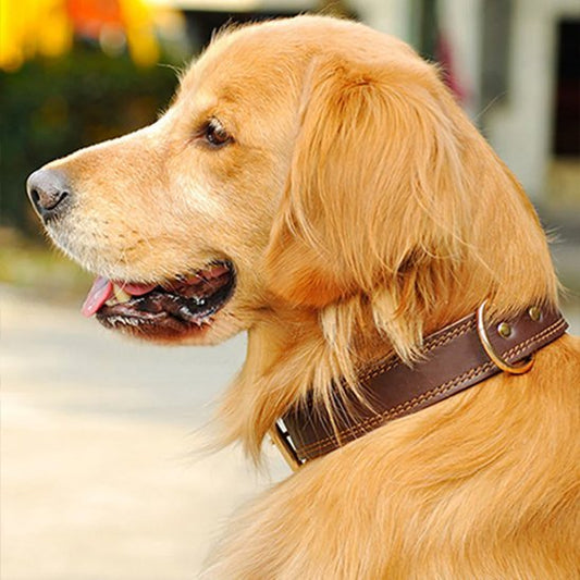 Collier chien | Durable & Ajustable - La Maison Ideale Des Chiens