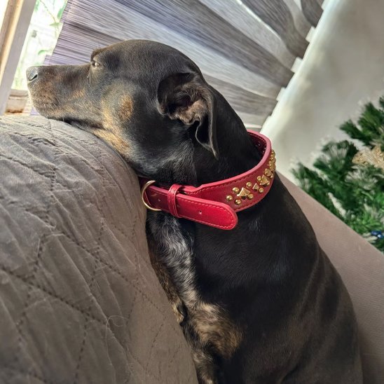 Collier chien | Durable & Confort - La Maison Ideale Des Chiens