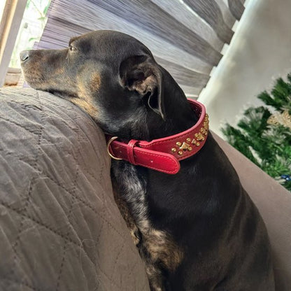 Collier chien | Durable & Confort - La Maison Ideale Des Chiens