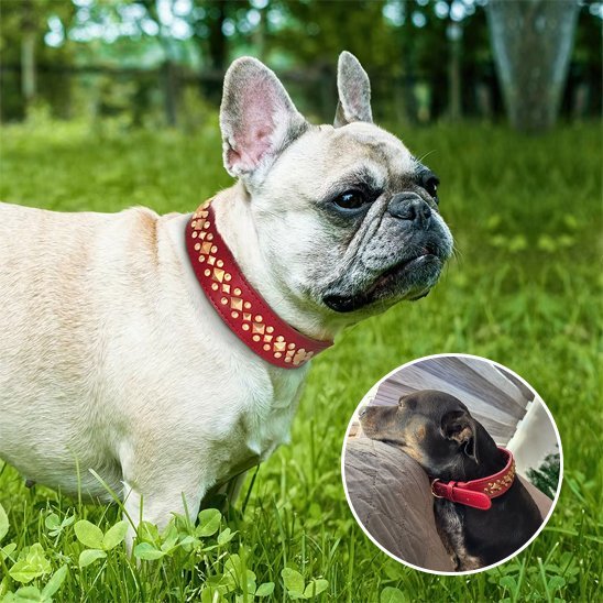 Collier chien | Durable & Confort - La Maison Ideale Des Chiens