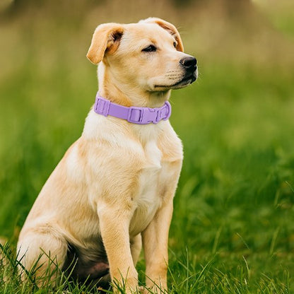 Collier chien | Durable & Confort - La Maison Ideale Des Chiens