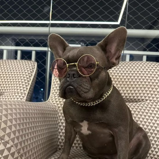 Collier chien | Durable & Confort - La Maison Ideale Des Chiens