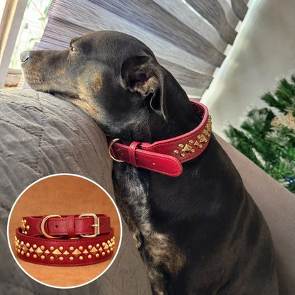 Collier chien | Durable & Confort - La Maison Ideale Des Chiens