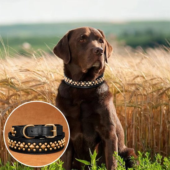 Collier chien | Durable & Confort - La Maison Ideale Des Chiens
