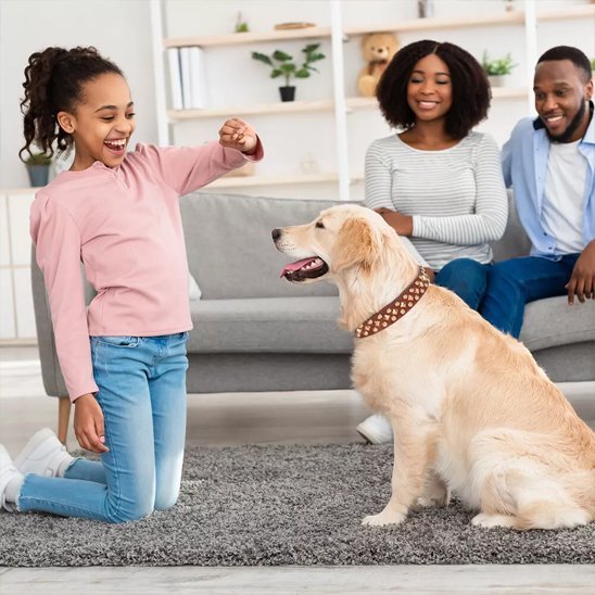 Collier chien | Durable & Confort - La Maison Ideale Des Chiens