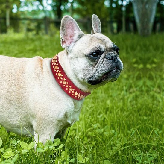 Collier chien | Durable & Confort - La Maison Ideale Des Chiens