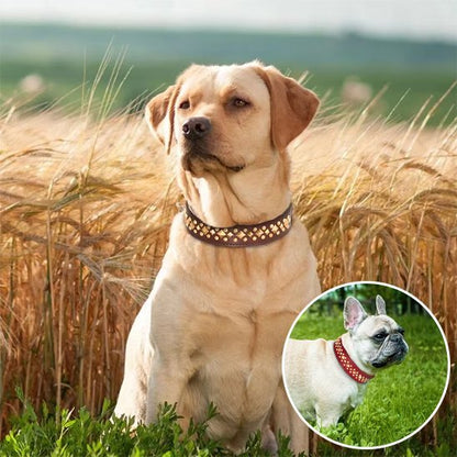 Collier chien | Durable & Confort - La Maison Ideale Des Chiens