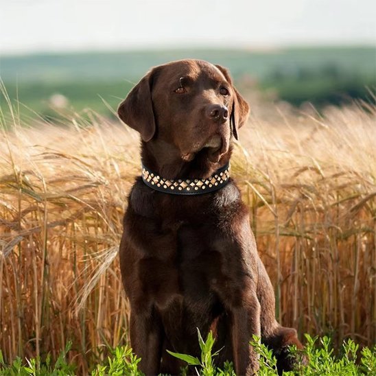 Collier chien | Durable & Confort - La Maison Ideale Des Chiens
