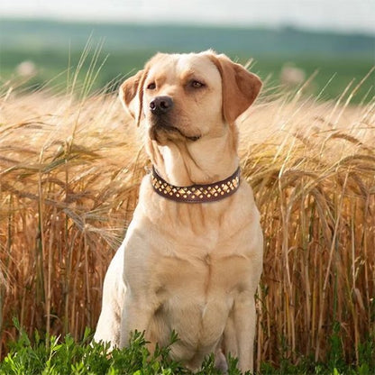 Collier chien | Durable & Confort - La Maison Ideale Des Chiens