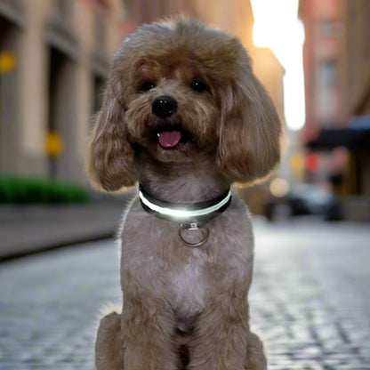 Collier Chien - LEDCollarDog™ - Noir - La Maison Ideale Des Chiens