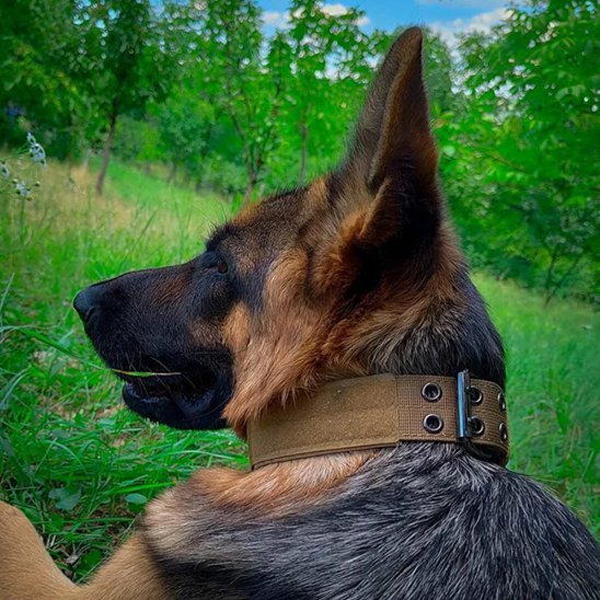 Collier chien | Résistant & Confortable - La Maison Ideale Des Chiens