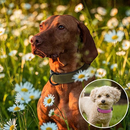 Collier chien | Robuste & Confort - La Maison Ideale Des Chiens