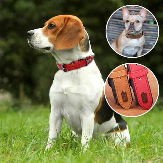 Collier chien | Robuste & Confort - La Maison Ideale Des Chiens