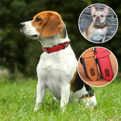Collier chien | Robuste & Confort - La Maison Ideale Des Chiens