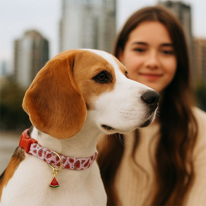 Collier chien | Robuste & Élégant - La Maison Ideale Des Chiens