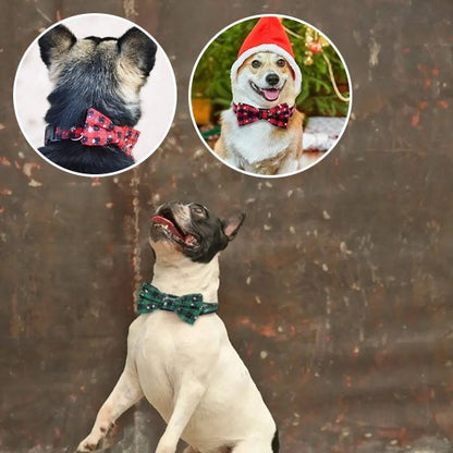 Collier chien | Robuste & Stylé - La Maison Ideale Des Chiens