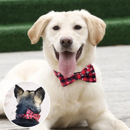 Collier chien | Robuste & Stylé - La Maison Ideale Des Chiens